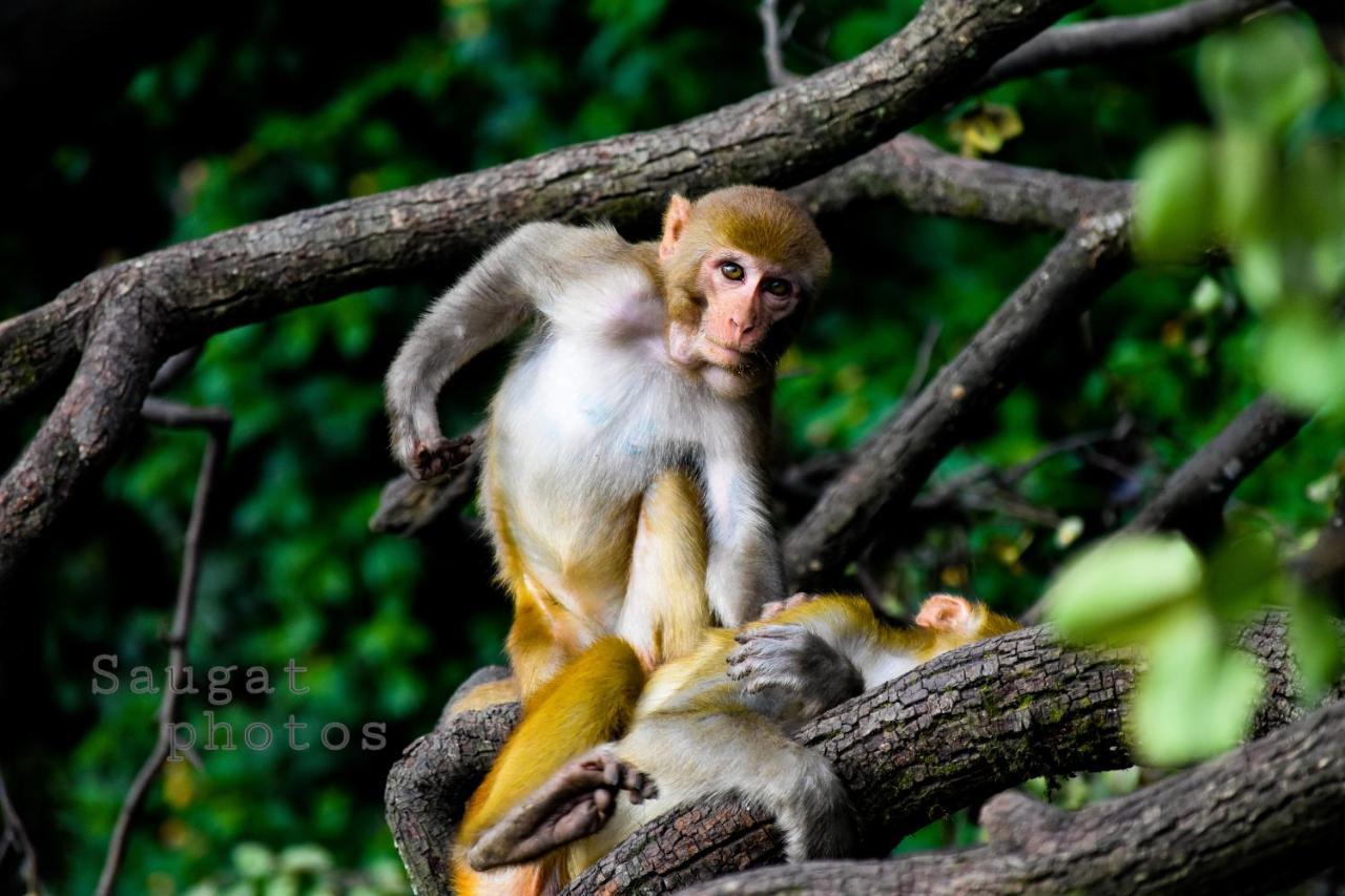 Bardia Wildlife Resort Bardiya Εξωτερικό φωτογραφία